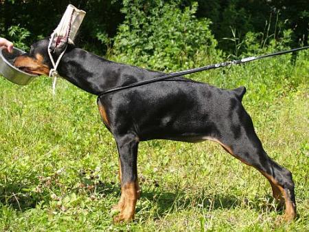 Sant Kreal Cerera | Black Doberman Pinscher