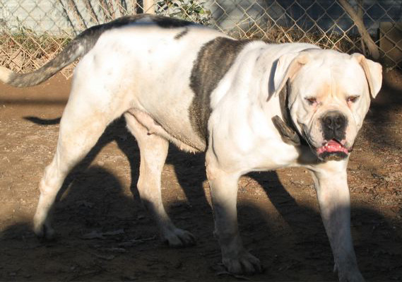 Beraka's Mandy | American Bulldog 