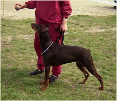 Farah Majstersztyk | Brown Doberman Pinscher