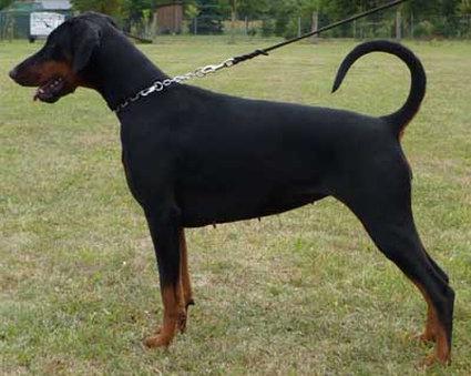 Olegra v. Waldwinkel | Black Doberman Pinscher