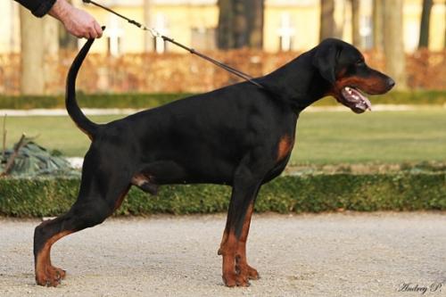 Bentley's Mysa Hersones | Black Doberman Pinscher