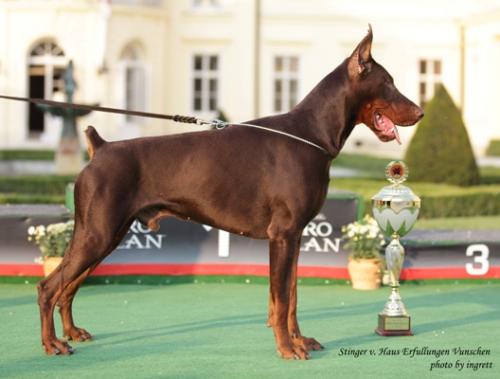 Stinger v. Haus Erfullungen Vunschen | Brown Doberman Pinscher