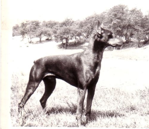 Hasan z Lodzkiej Malapagi | Brown Doberman Pinscher