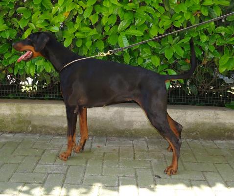 Emerald Sword of Defence Thorwild della Favola | Black Doberman Pinscher