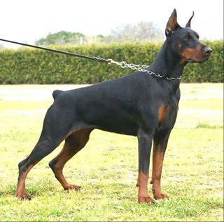 Harethadi di Casa Fox | Black Doberman Pinscher