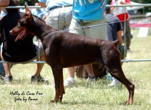 Holly di Casa Fox | Brown Doberman Pinscher