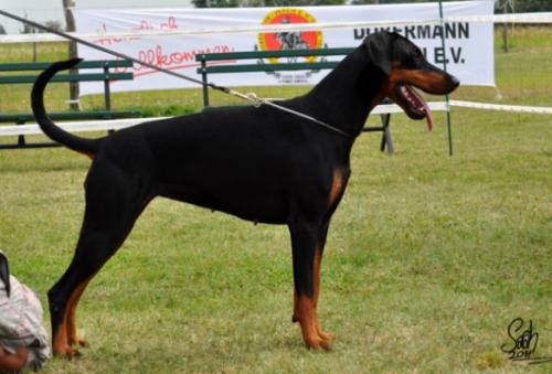 Elisa v. Burgenland | Black Doberman Pinscher