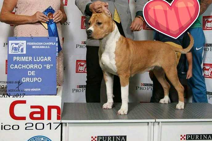 Alice in Wonderland (segundo) | American Staffordshire Terrier 