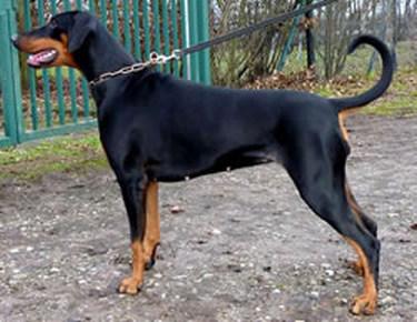 Armanie v. Neikingshof | Black Doberman Pinscher