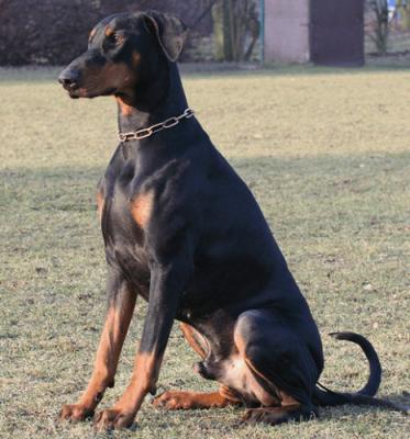 Arik v. Neikingshof | Black Doberman Pinscher