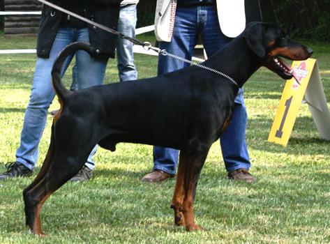 Hunter v. Hellerwald | Black Doberman Pinscher