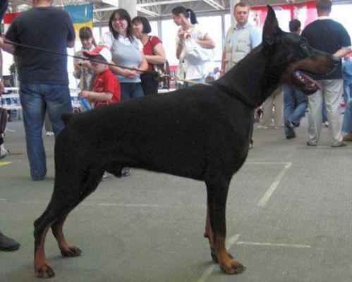 Knyaz Kievskij de Grande Vinko | Black Doberman Pinscher