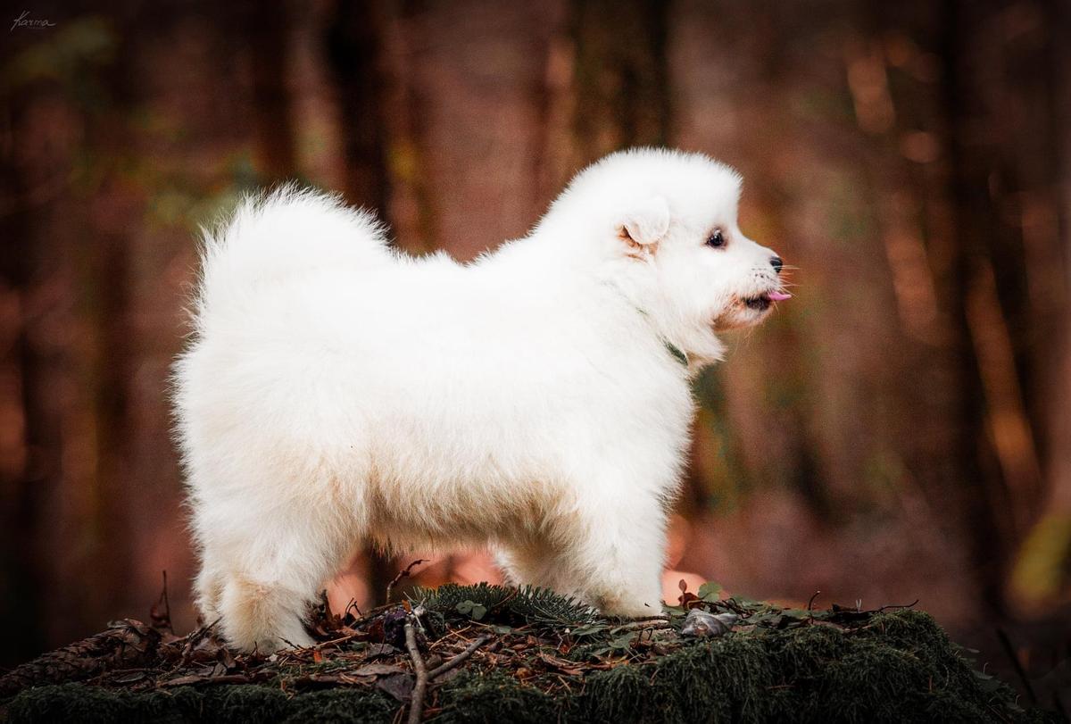 Penktas Elementas Invented by Newton | Samoyed 