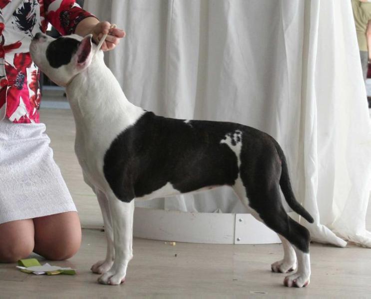 Toir-Prestizh pervaya ledi | American Staffordshire Terrier 