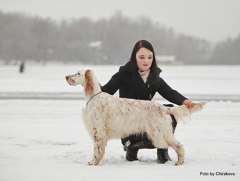 Blue Baltic Bordeaux Blanc | English Setter 