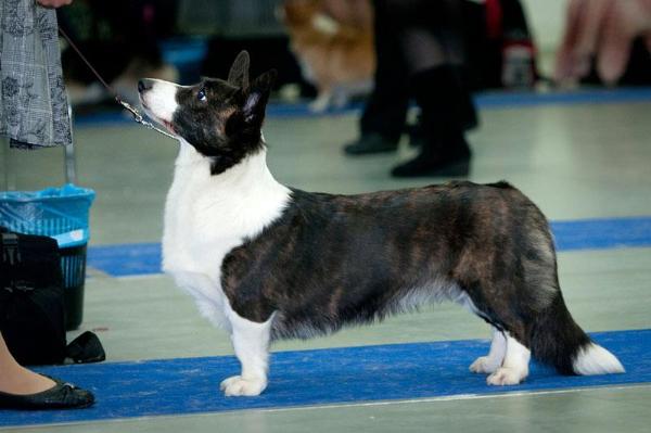 Vogie Tail Beatrix for Infinity | Cardigan Welsh Corgi 