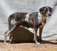 Windridge's Blue Mercedes | Catahoula Leopard Dog 