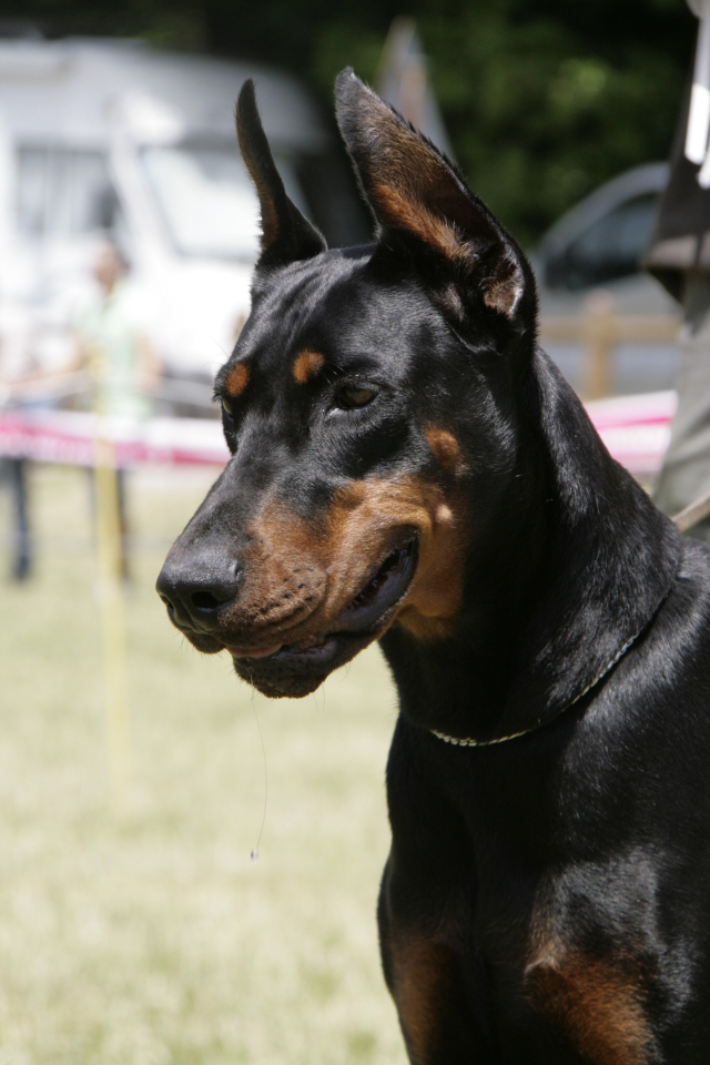 Bali delle Querce Nere | Black Doberman Pinscher