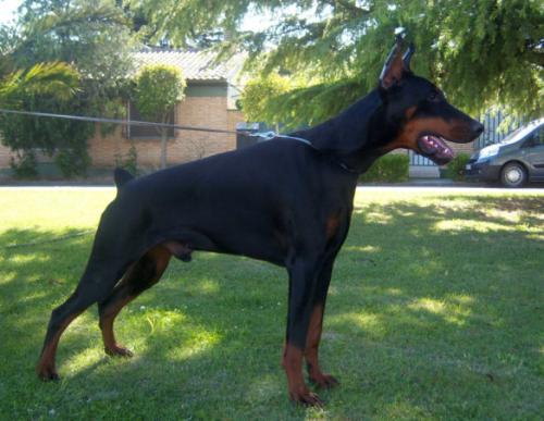 Nicos z Padoku | Black Doberman Pinscher