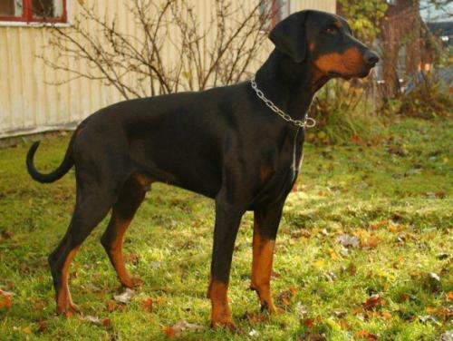 Mezzrow's Cairo | Black Doberman Pinscher