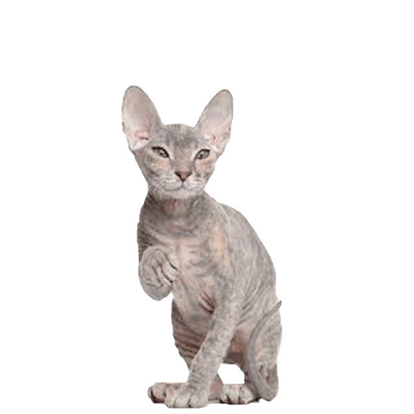 Donskoy ( Don Sphynx, Russian Hairless)
