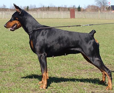 Lady Lillitha (JR 703073) | Black Doberman Pinscher