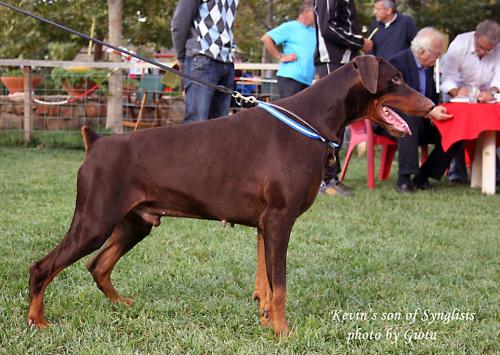 Kevin's Son of Synglisis | Brown Doberman Pinscher