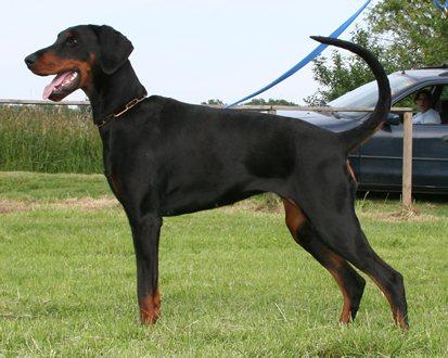 Aksha v. Baden | Black Doberman Pinscher