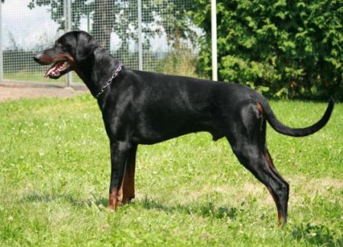 Ike v. Nessaja | Black Doberman Pinscher