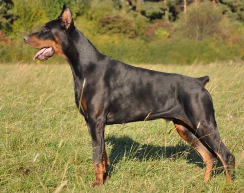 Daidalos Best Cerber | Black Doberman Pinscher