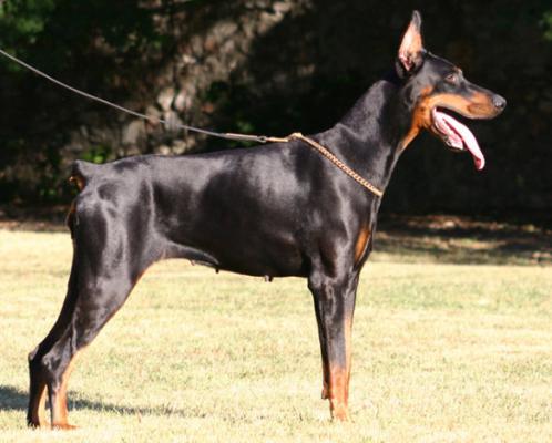 Dalila Best Cerber | Black Doberman Pinscher