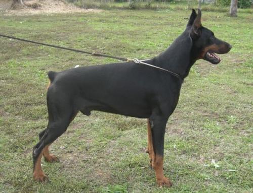 Archibald Maddob | Black Doberman Pinscher