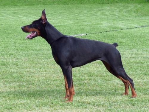 Asara Maddob | Black Doberman Pinscher