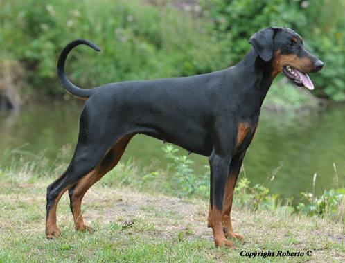 Taranee v. Assindia | Black Doberman Pinscher