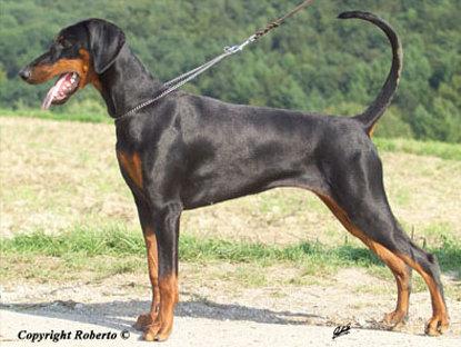 Quentee v. Assindia | Black Doberman Pinscher