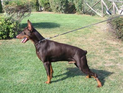 Ilo v.d. Burgstätte | Brown Doberman Pinscher