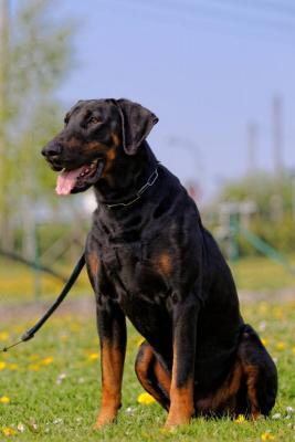 Ino v.d. Burgstätte | Black Doberman Pinscher