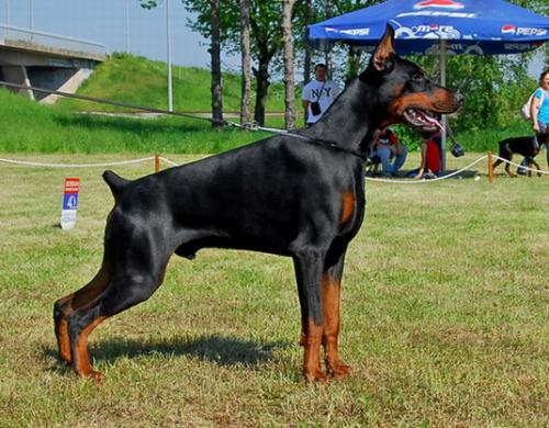 Obi Wan Kenobi de Grande Vinko | Black Doberman Pinscher