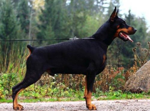 Oksamit de Grande Vinko | Black Doberman Pinscher