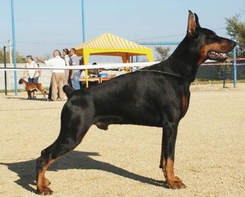 Osten de Grande Vinko | Black Doberman Pinscher