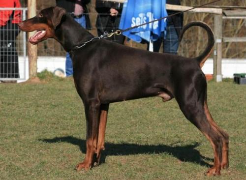 Atilla v. Rohen Diamant | Brown Doberman Pinscher