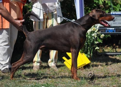 Amor v. Rohen Diamant | Brown Doberman Pinscher