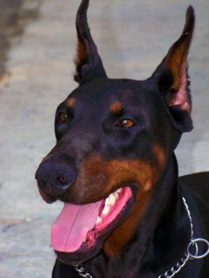 Greta di Carmina Burana | Black Doberman Pinscher