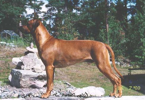 Tarujen Mabaru | Rhodesian Ridgeback 