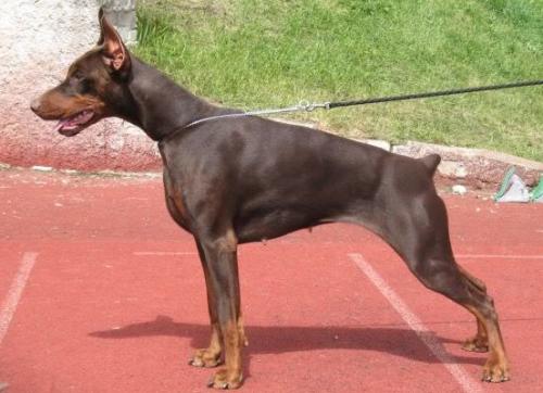 Baronessa Rhea | Brown Doberman Pinscher