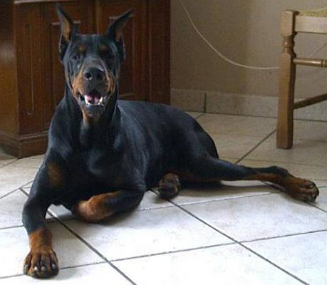 Kobra v. Neblig Feld | Black Doberman Pinscher