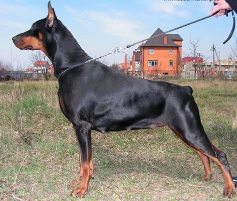 Liana Glenaik | Black Doberman Pinscher