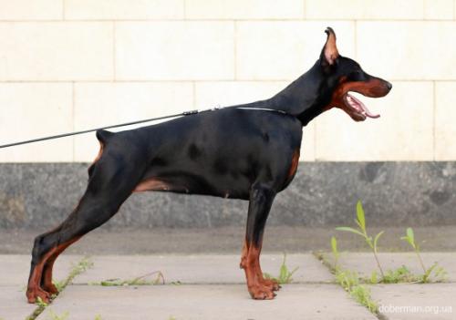 Elegant Line Korsika | Black Doberman Pinscher