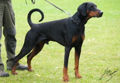 Gomez v. Ferrenberg | Black Doberman Pinscher