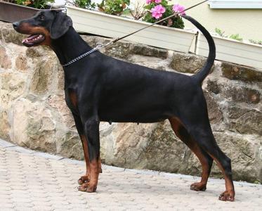 Thiatacara v. Residenzschloss | Black Doberman Pinscher